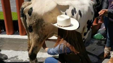 vaca ordeña diputada PRI San Lázaro ganaderos lecheros