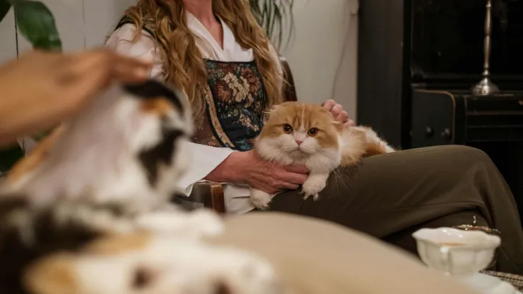 ¿Los gatos tardan mucho en olvidar a sus dueños? Esto sabemos.