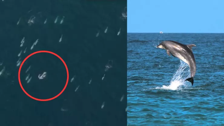 Delfines en Carmel- by- the- Sea, California en 2025 ¿Desde dónde migran y a dónde van? (VIDEO)