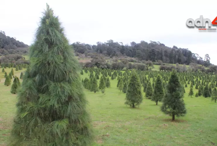 árboles naturales que se pueden usar para Navidad
