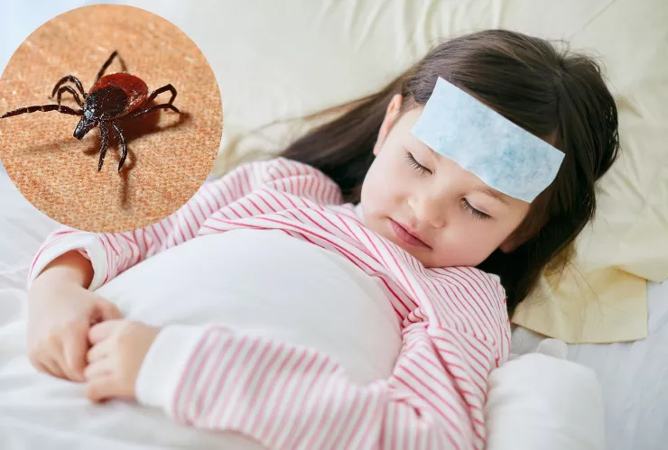 Niña de 6 años fallece por Rickettsia en Durango: enfermedad transmitida por picadura de garrapata