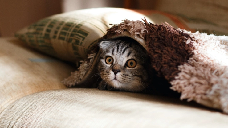 gatos-chip-instalacion-reino-unido