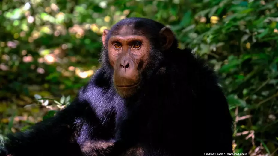 mono vuela papalote.jpg