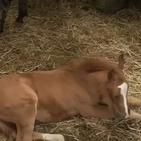 La Granja VIP TikTok-caballo potrillo recién nacido