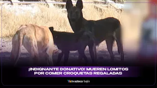 ¡Donan “amor” con veneno! Lomitos mueren tras comer croquetas regaladas.jpg