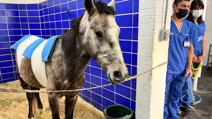 Yegua maltratada es rehabilitada por la UNAM