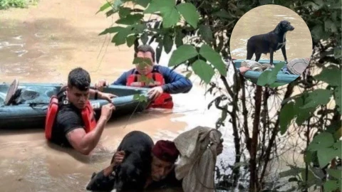 VIDEO Rescatan a hombre y sus 13 perritos tras las inundaciones en Álamo, Veracruz.png