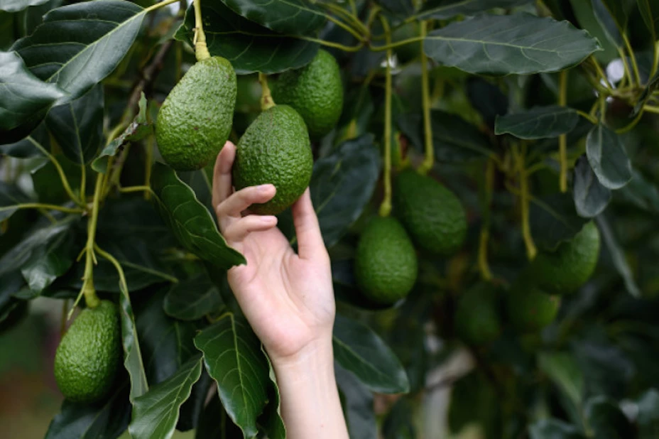 aguacate.jpg