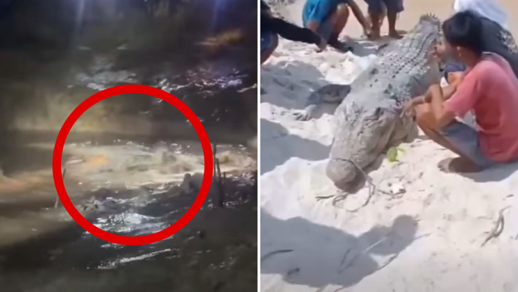 Padre salva a su hijo de cocodrilo Belitung