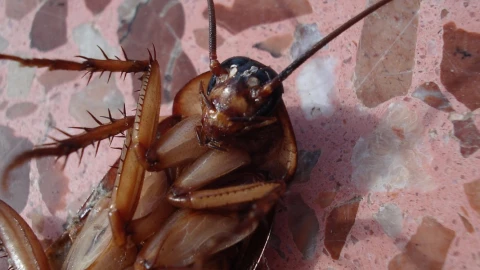 eliminar cucarachas casa.jpg