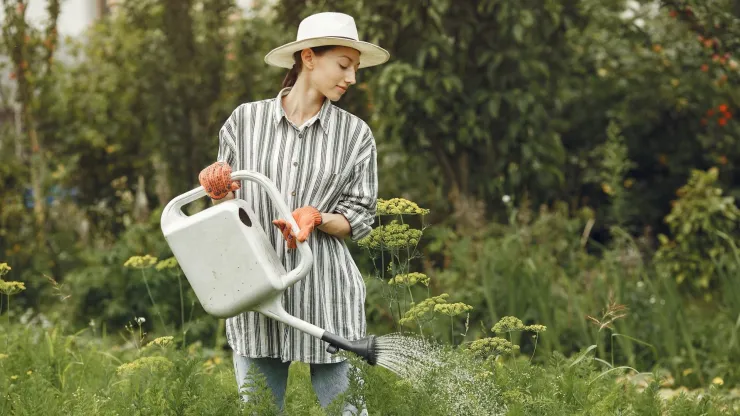 El vinagre se puede diluir con un poco de agua y dejar libre de insectos a los jardines y patios de la casa