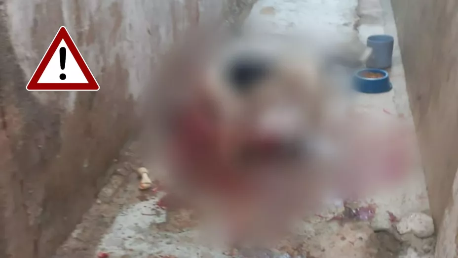 Una niña de dos años murió tras ataque brutal de pitbull recién adoptado (IMÁGENES FUERTES)