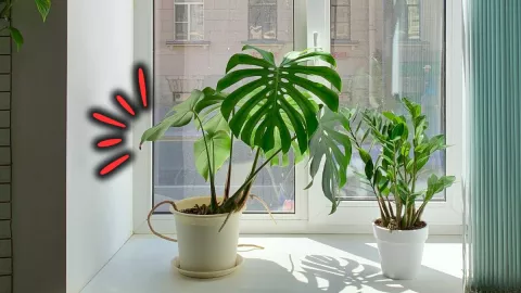 /estilo-de/la-regla-de-oro-que-nadie-te-cuenta-para-tener-una-costilla-de-adan-digna-de-revista