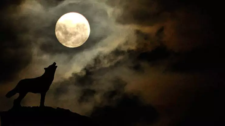 Luna de lobo