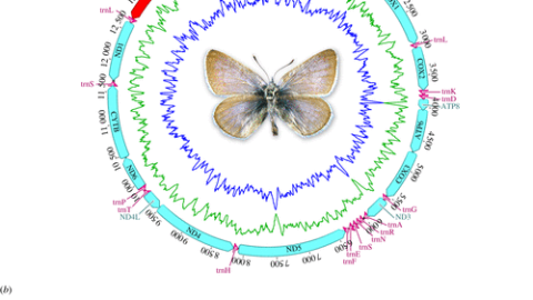 El ADN de la mariposa azul de Xerces de 1928 confirmó su extinción, la cual fue provocada por el ser humano en EUA.