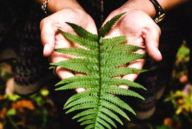 naturaleza humanos cuidado