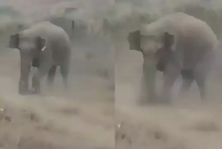 Impactante video: Elefante embiste y mata a un hombre que buscaba una selfie en la India