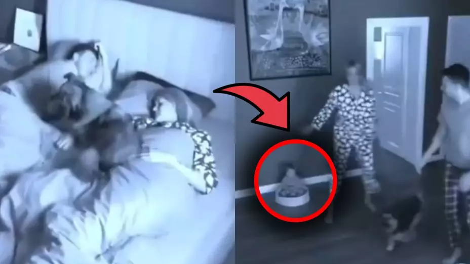 VIDEO: Bebé cambia de cama con su perro y sus papás no podían encontrarlo