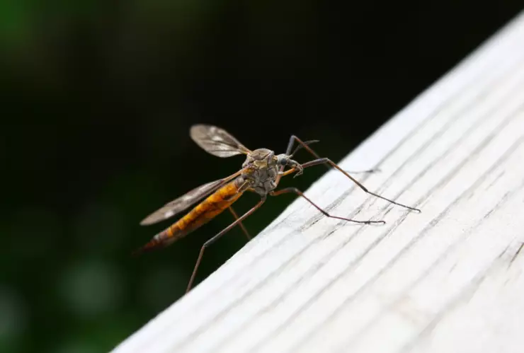 El olor comprobado por la ciencia que atrae mosquitos sin que te des cuenta