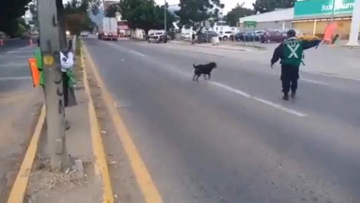 perrito policía tránsito