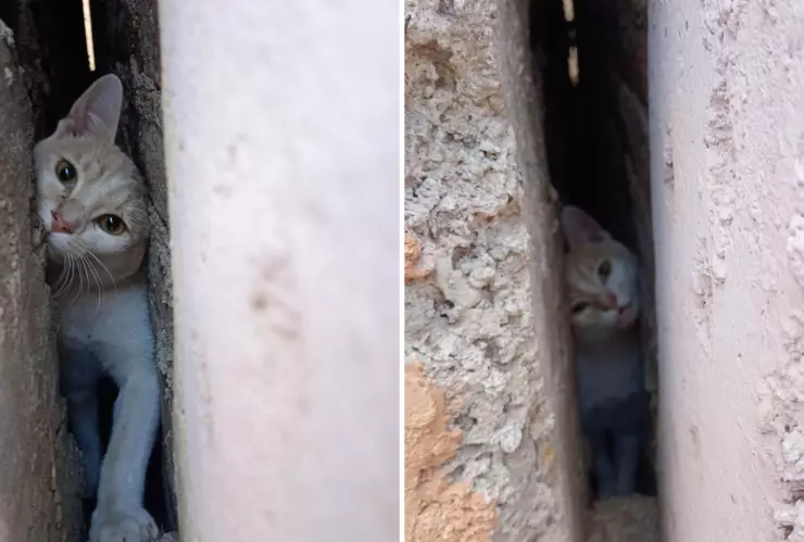 Rescatan a gatito en Guanajuato capital, 7 de febrero de 2025; tenía 2 días desaparecido.png