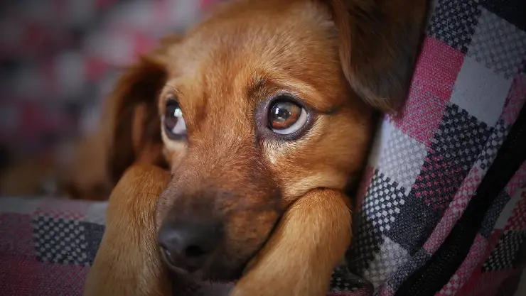 ¿Cómo proteger a los perros y gatos de la pirotecnia en Año Nuevo 2025_.jpg