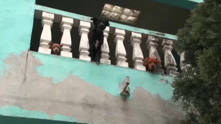 Abandonan a perros en casa Nuevo León.jpg