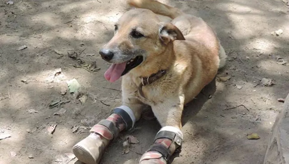 pay_de_limon_perro_rescatado