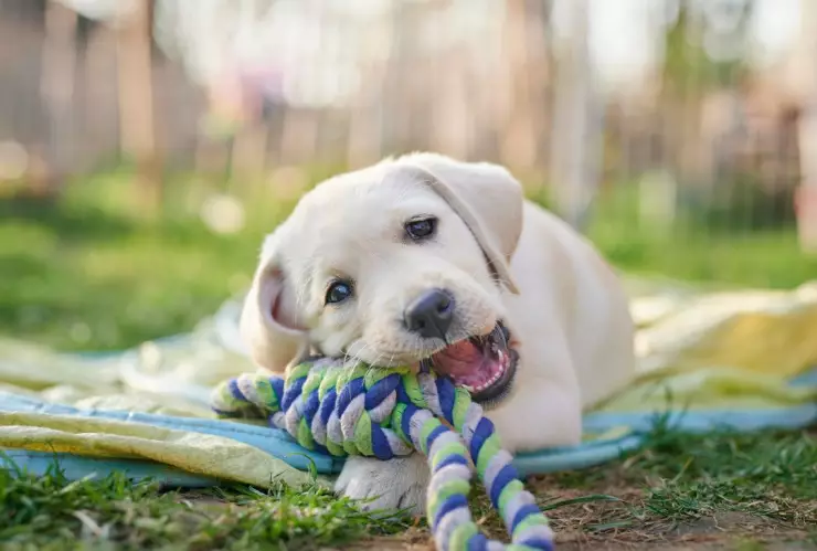 Marcas de croquetas para perro mas dañinas segun la Profeco