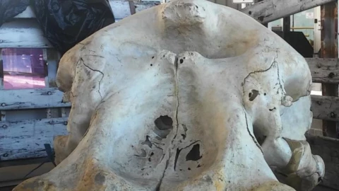 craneo-elefante.jpg