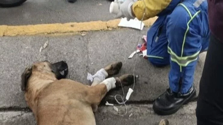paramedico-salva-perro-atropellado