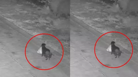 Perro tira basura de manera ilegal