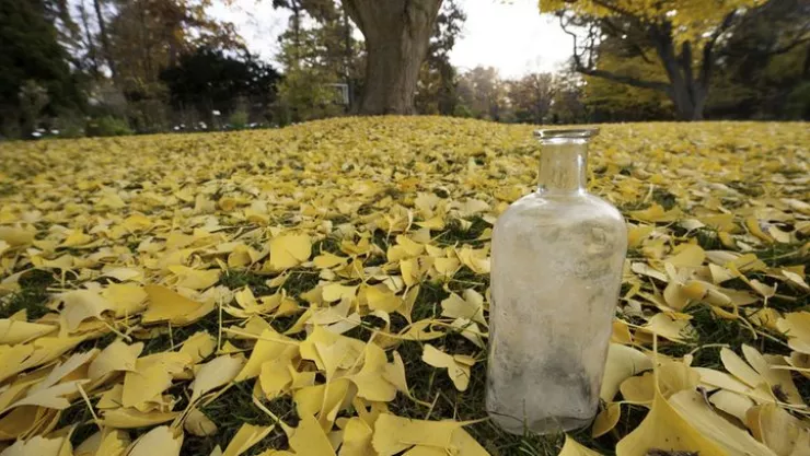 semillas-142-años-germinan