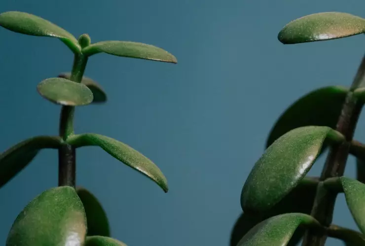 ¿Cómo distinguir si tu árbol de jade es hembra o macho?