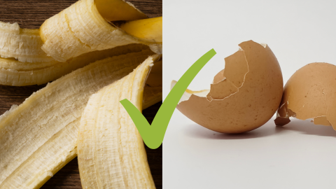 huevo y cáscara de plátano para plantas