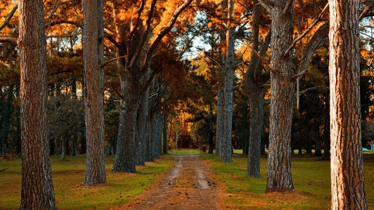 La mejor época para podar árboles frutales en agosto 2024