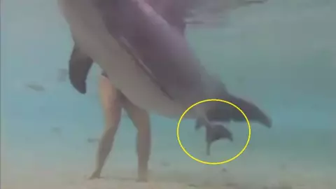 Nacimiento de delfin.