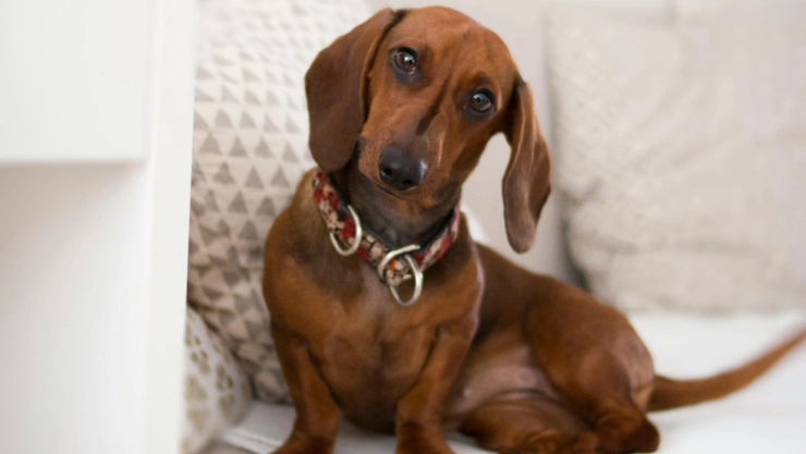 perros-salchicha-prohbicion-alemania