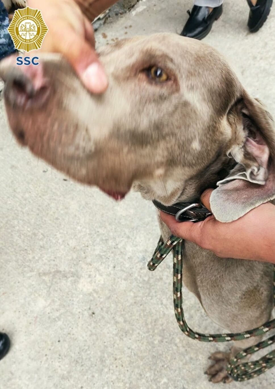 Perrito maltratado