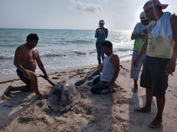 tortuga carey rescatada en lagunita
