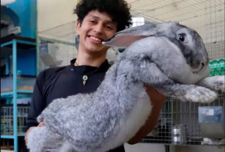 conejos-gigantes-joven-mexicano-emprendedor