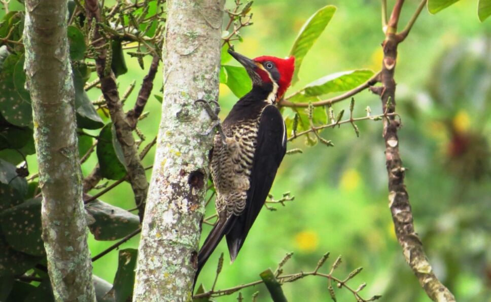 pajaro-carpintero-estados-unidos-extincion