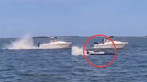 VIDEO | Muere una ballena tras chocar contra un bote en Nueva Jersey, Estados Unidos