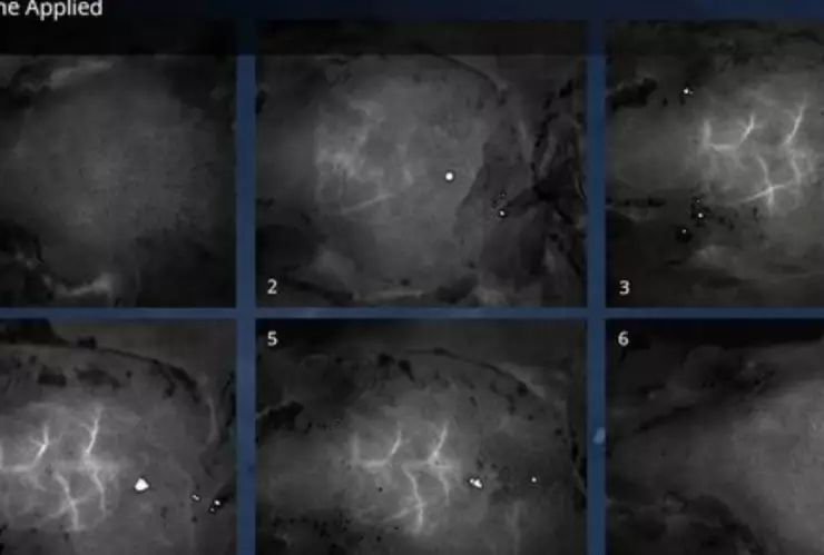 Pomada de invisibilidad