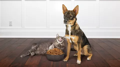 Qué revisar al momento de comprar comida para mascotas