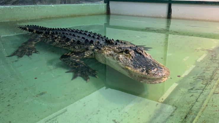 entrenadora-caiman-mano