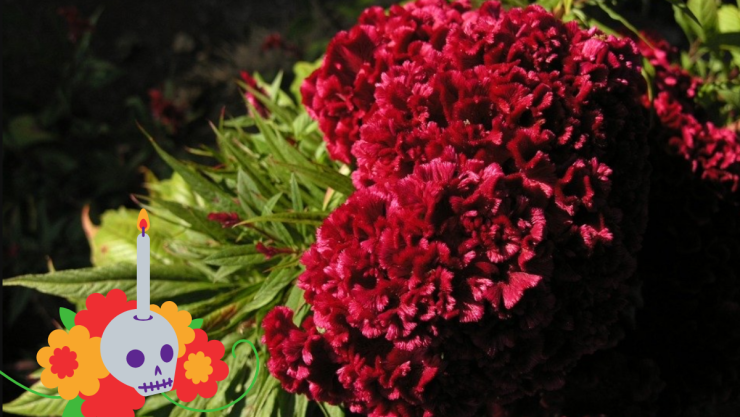 día de muertos-flormorada.png