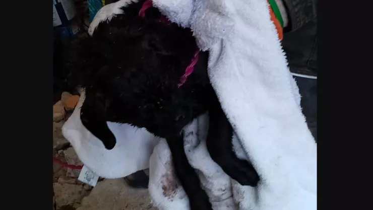 Bomberos rescatan a perrito que cay&oacute; en una barranca en CDMX