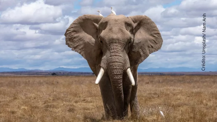 Arturo Islas Allende revela que ha pasado con el elefante Big Boy.