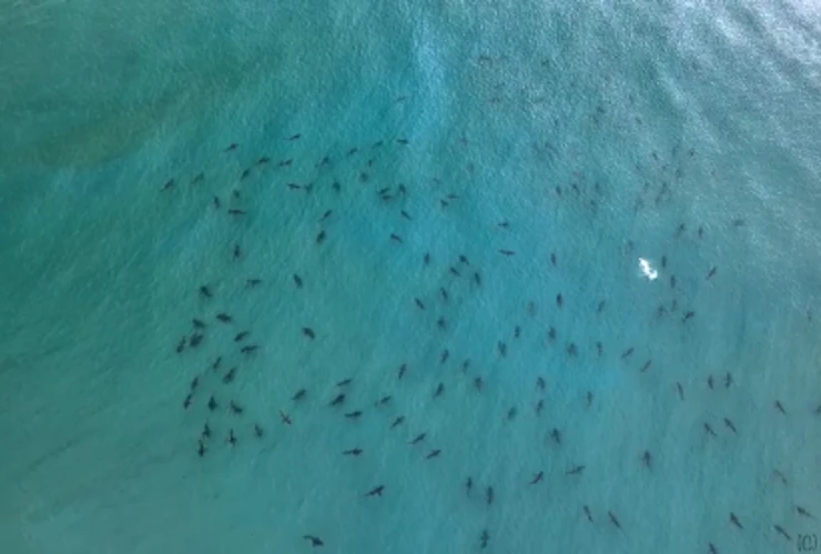 Tiburones costas de Florida drone.jpg